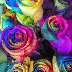 Meet your Posher, Kacie